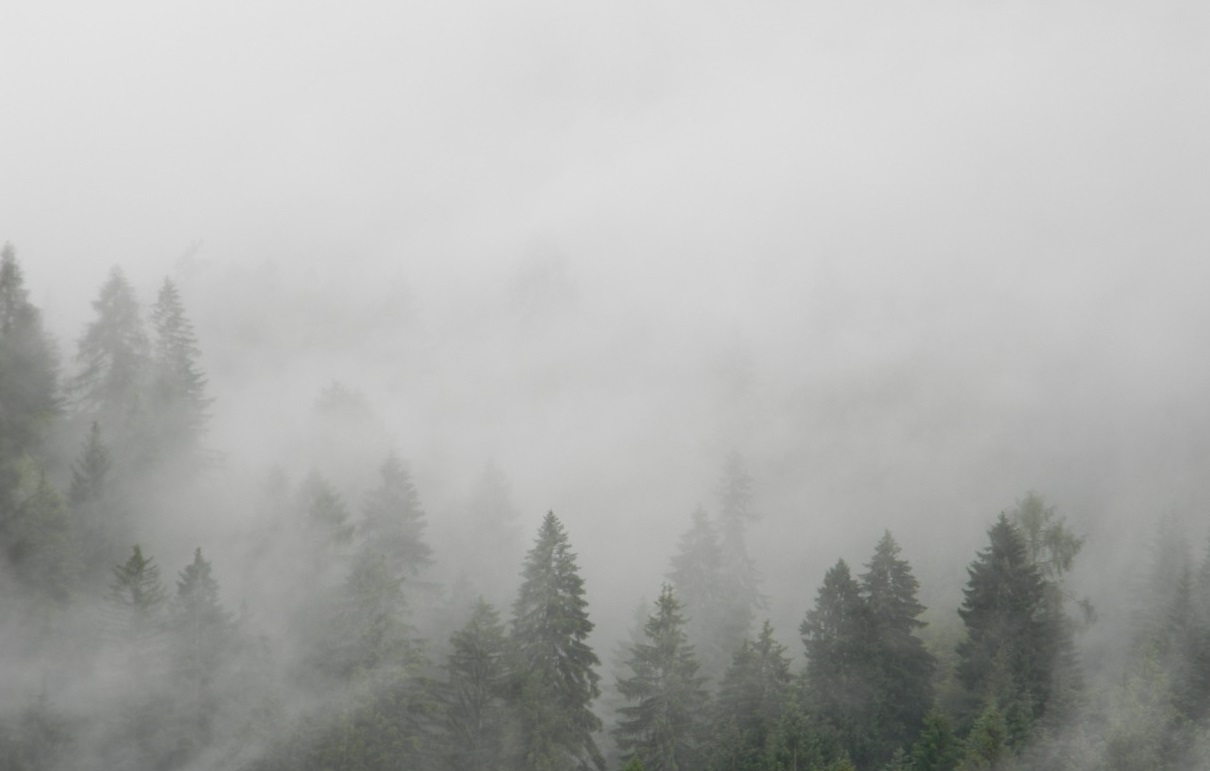 Bosc de Danas (foto Stefano Barbacetto)